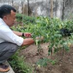 Bupati Sugiri Gaungkan Pangan Dari Pekarangan 