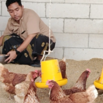 Berkat Program Dari Bupati, Warga Desa Panen Telur Ayam Dari Kandang Sendiri
